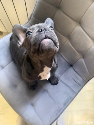 bulldog francez blue ,mascul  - imagine 5