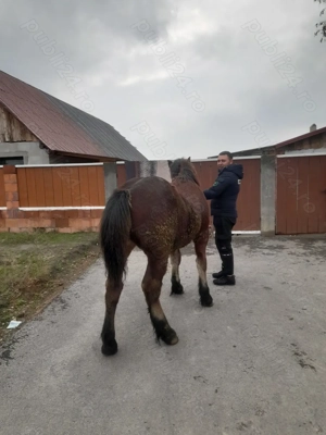 Vând mânz de 8 luni - imagine 3