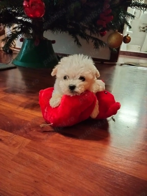 Bichon maltez fetita - imagine 2