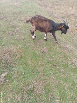 vând miei și iezi - imagine 2