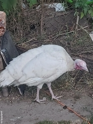 Curcă de țară  - imagine 2