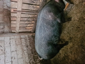 Porc de vânzare comuna Negri județul Bacău  - imagine 2