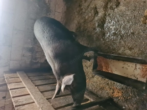 Porc de vânzare comuna Negri județul Bacău 