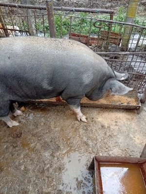 Vând porc  - imagine 3