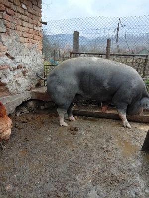 Vând porc  - imagine 2