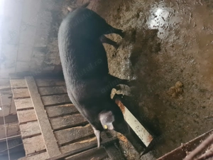 Porc de vânzare comuna Negri județul Bacău  - imagine 4