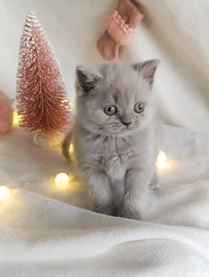 pui fetiță British Shorthair ORADEA  - imagine 4
