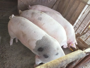 Vând porci 90 - 100 kg