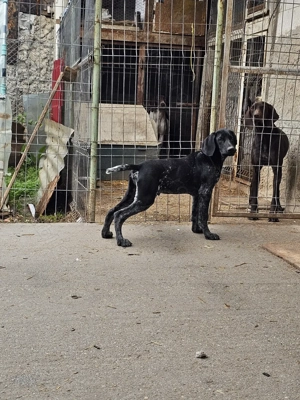 Brac German 15 săptămâni  - imagine 4