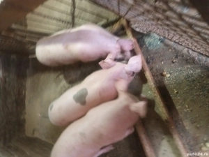 porci de vanzare