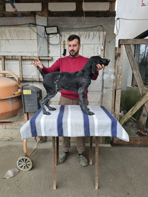 Brac German 15 săptămâni  - imagine 2