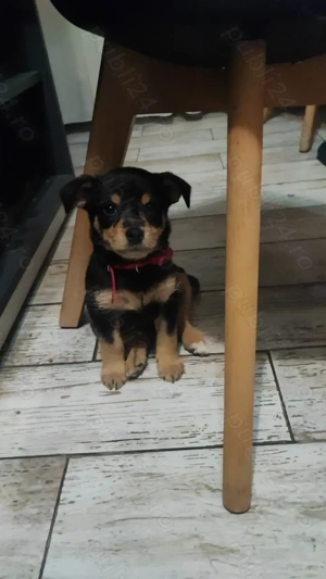 Pinscher pitic   - imagine 2