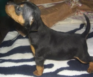 Pinscher pitic   - imagine 3