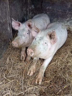 100-120 kg(15 lei usor negociabil)