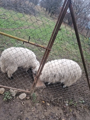 Vand 2 berbecuti noatini in Targu jiu