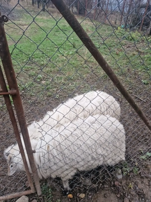 Vand 2 berbecuti noatini in Targu jiu - imagine 2