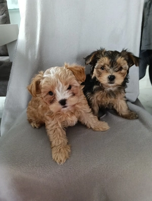 Vând masculi Yorkshire Terier