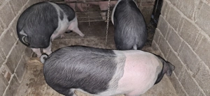 Porci Bazna de vânzare 130-140 kg - imagine 3