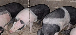 Porci Bazna de vânzare 130-140 kg