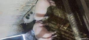 Vând purcei si porci - imagine 3