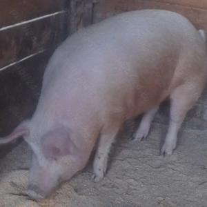 Vând porc 150-170kg