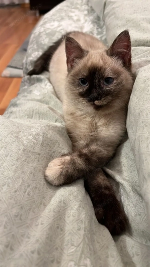 Vând pisica Siameza  - imagine 2