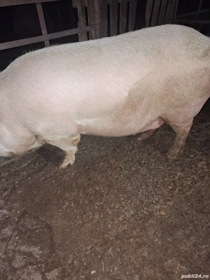 vand porc  - imagine 2