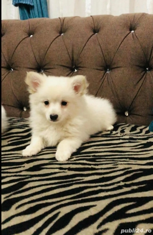 Pomeranian talie mica 