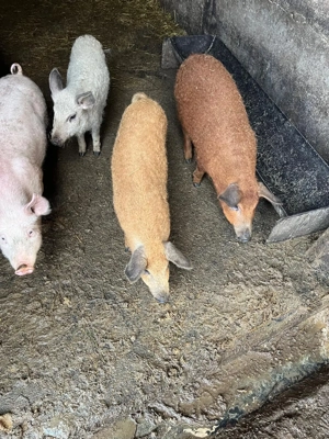 Purcei mangalita - imagine 2