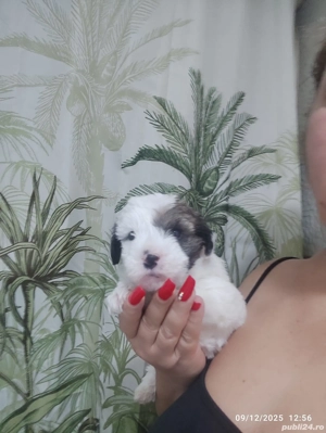 Bichon mini toy  - imagine 2