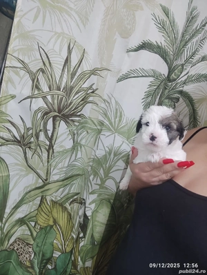 Bichon mini toy  - imagine 4