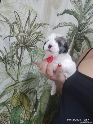 Bichon mini toy  - imagine 5