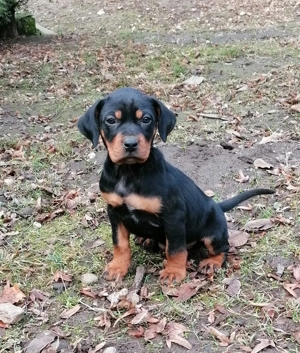 Femela copoi ardelenesc