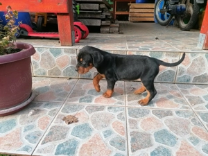 Femela copoi ardelenesc - imagine 3