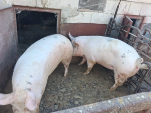 Vând porci de carne  - imagine 2