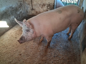 Vând porci de carne  - imagine 5