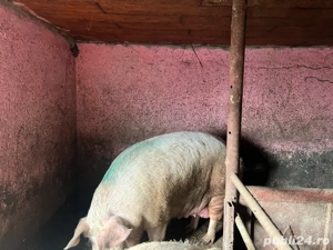 vand porci  - imagine 3