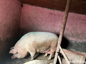 vand porci  - imagine 2