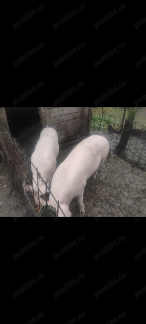 Porc de vânzare  - imagine 2