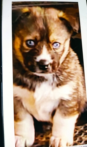 Vând cățeluș hanski 