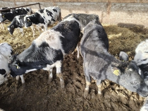 Vând viței Holstein  - imagine 3