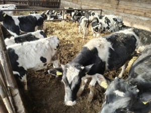 Vând viței Holstein  - imagine 2