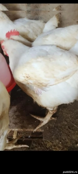 pui gaini si rate de tara