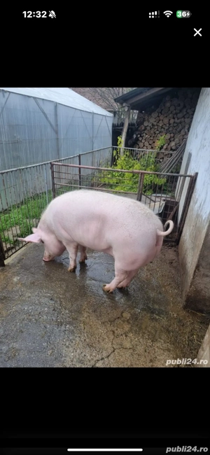 porci de carne - imagine 3