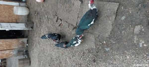 pui gaini si rate de tara - imagine 5