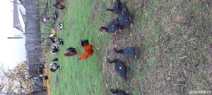 pui gaini si rate de tara - imagine 2