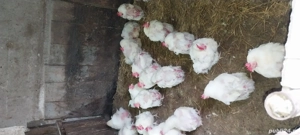 pui gaini si rate de tara - imagine 3