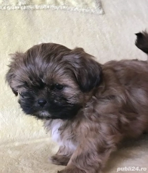 Shih tzu puiuti  - imagine 3