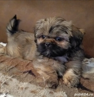 Shih tzu puiuti  - imagine 2