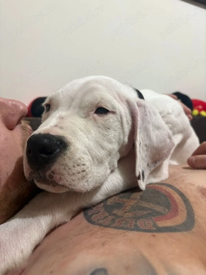 Pui mascul Dog Argentino - imagine 2